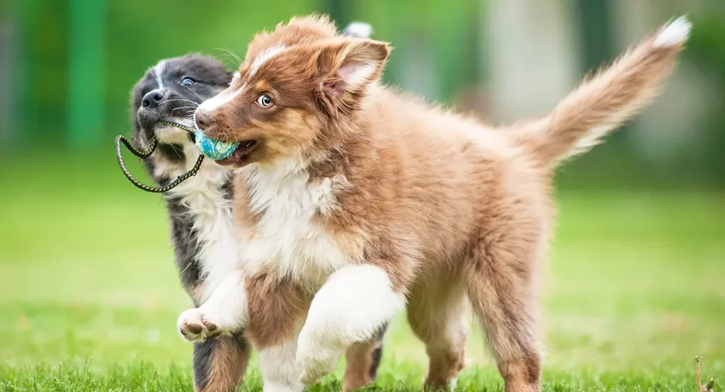 Happy and Well-Behaved Baby:czziykpdt-q= Dog